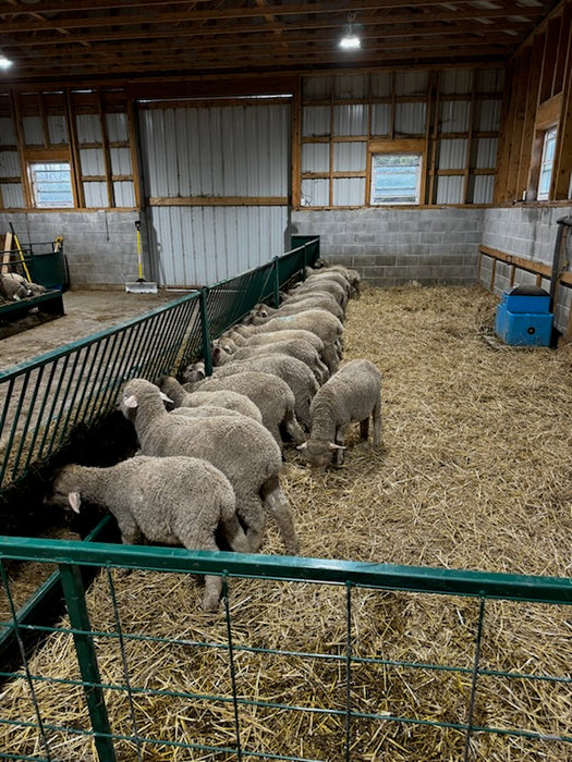 Goat Fence Line Feeder with Stable Base for Secure Feeding Setup