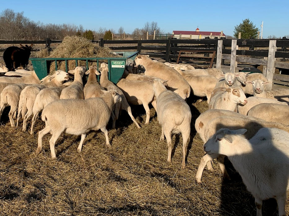 Premium Lakeland Sheep Hay Feeder Designed for Easy Access and Clean Feeding