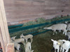 Compact Single-Sided Goat Hay Feeder Ideal for Barn or Fenceline Use