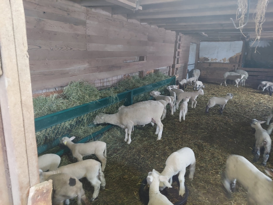 Weather-Resistant Goat Hay Feeder Built for Long-Lasting Performance on Farms