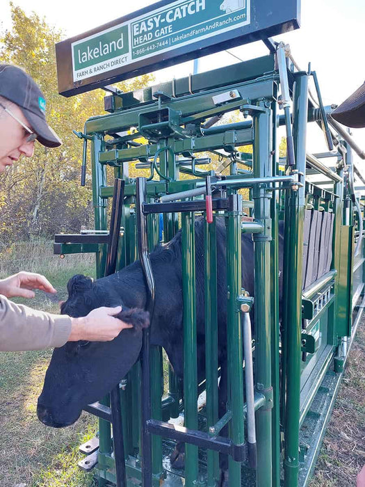 Cattle entering Lakeland’s Cattle Squeeze Chute for safe restraint and inspection