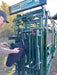 Cattle entering Lakeland’s Cattle Squeeze Chute for safe restraint and inspection