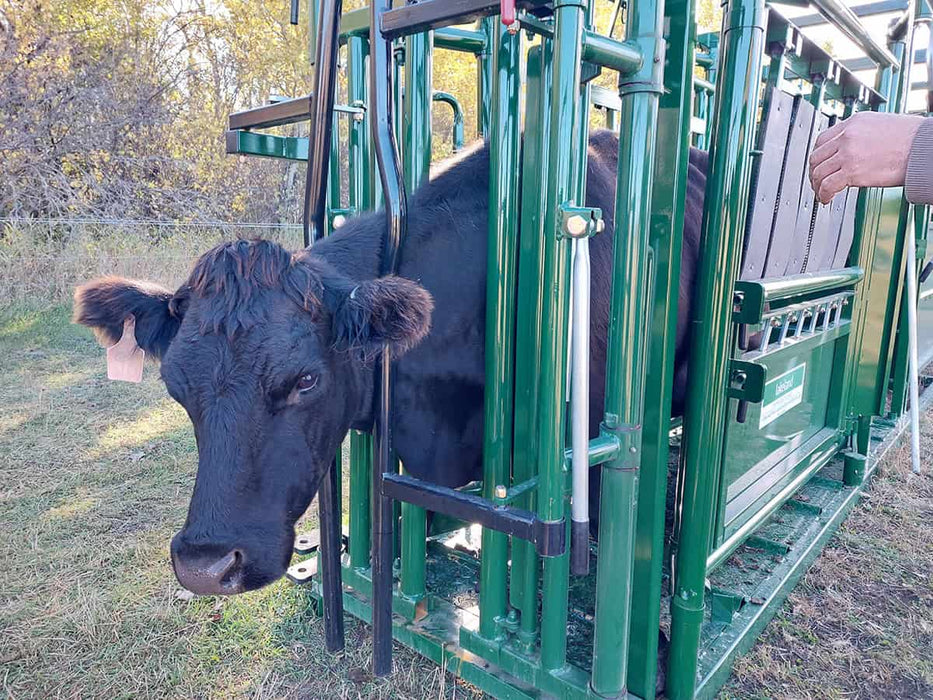 Operator using Lakeland’s Cattle Squeeze Chute for efficient cattle treatment and vaccination