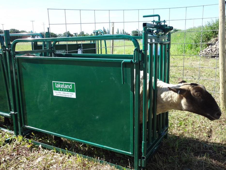 Weather-Resistant Sheep Headgate and Chute Designed for Outdoor Farm Use