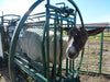 Reliable Sheep Chute Built for Durability, Comfort, and Ease of Operation