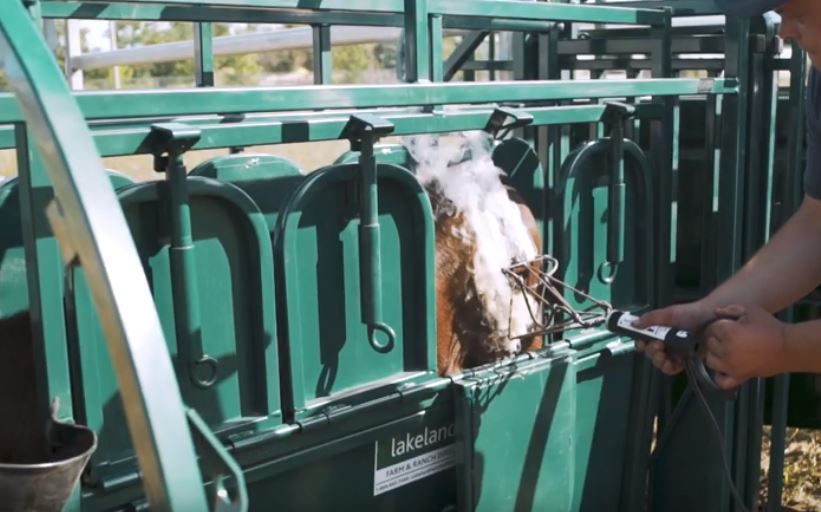 Top view of Lakeland Calf Table highlighting sturdy frame and smooth tilt function