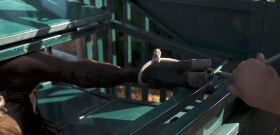 Steel-constructed Calf Table with ergonomic handles and safety latches for easy use