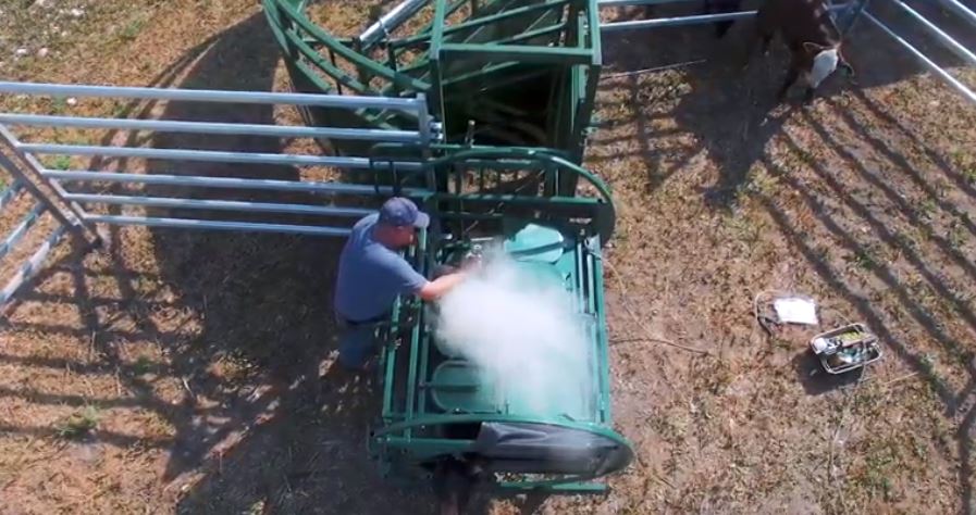 Ranch worker using Lakeland Calf Table for efficient calf processing and tagging