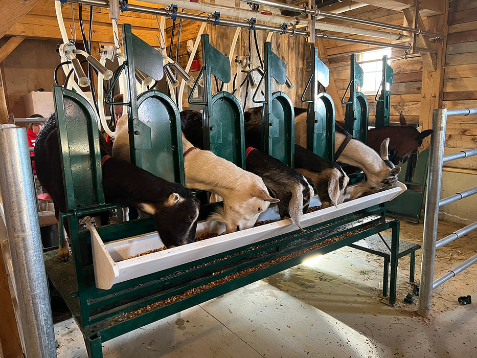 Heavy-Duty Goat Milking Stand by Lakeland Designed for Comfort and Stability