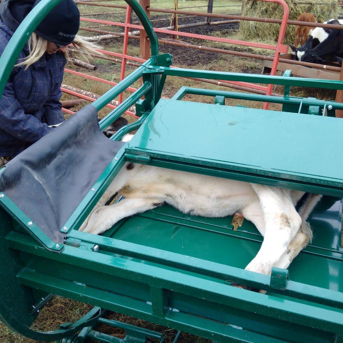 Premium C-Series Calf Table with adjustable width and secure head catch system