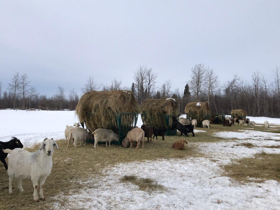 Sheep Hay Feeder with basket and feed pan ideal for livestock and small flocks
