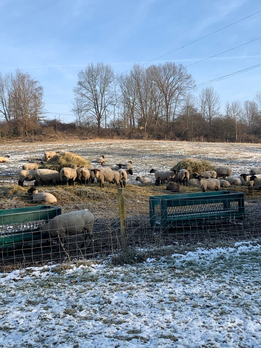 Weather-resistant Sheep Hay Feeder with raised trough to keep feed clean