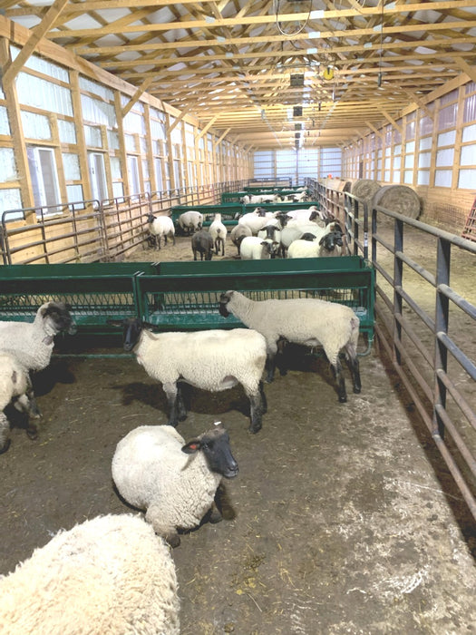 Practical Sheep Hay Feeder for goats and sheep with easy front access