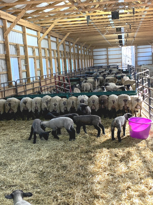 High-quality Sheep Hay Feeder built for long-lasting farm use and reduced waste
