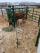 Cow restrained safely in Lakeland Calving Pens for calving assistance or examination