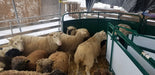 Farm-ready sheep handling system with sweep gate and holding pen setup