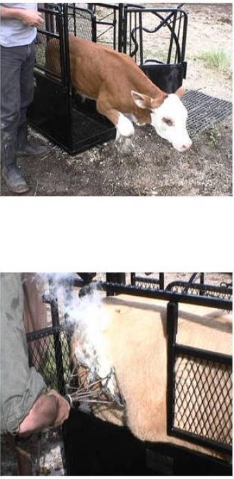 Fully assembled Lakeland Large Calf Chute – professional livestock handling equipment for farmers