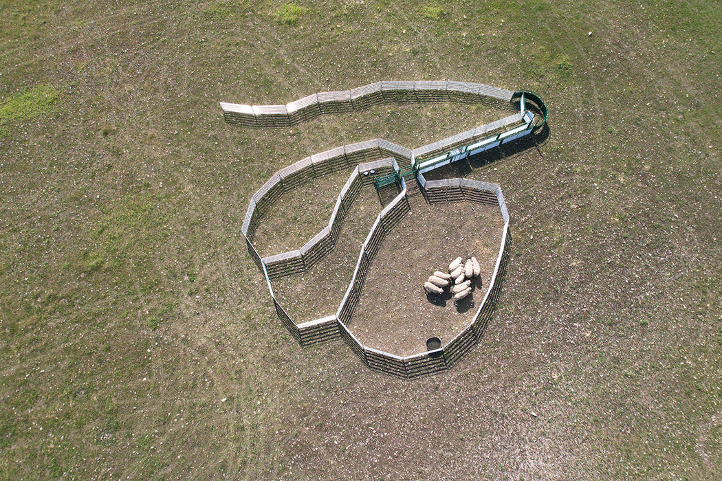 Heavy-Duty Sheep Handling System by Lakeland Designed for Efficient Livestock Management