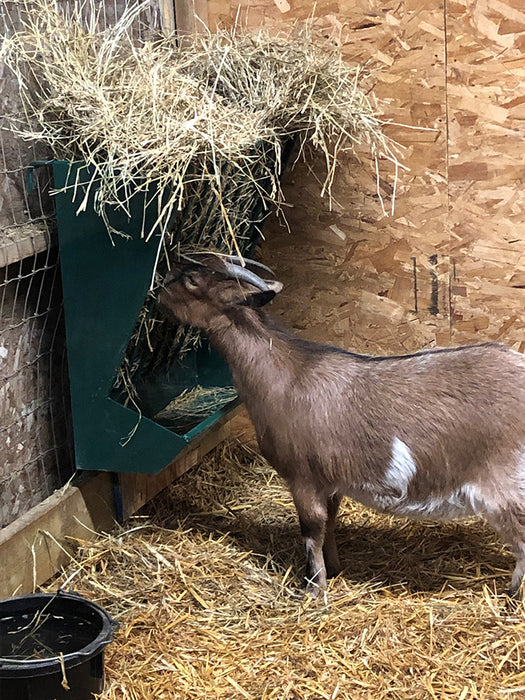Durable wall-mounted Sheep Hay Feeder designed for sheep and goats