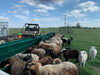 Lakeland Single-Sided Goat Hay Feeder Offering Safe and Comfortable Access