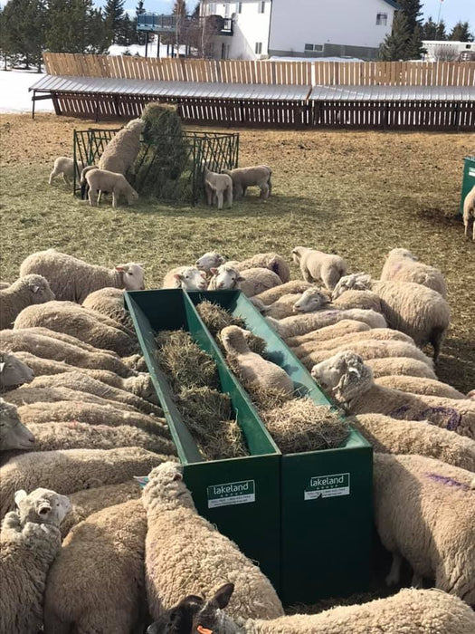 Durable Steel Goat Hay Feeder Designed for Efficient Hay and Grain Distribution