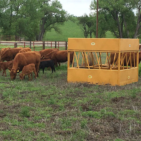 Livestock feeding from Sioux Steel Square Hay Feeder engineered for strength, stability, and minimal hay loss.