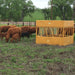 Livestock feeding from Sioux Steel Square Hay Feeder engineered for strength, stability, and minimal hay loss.