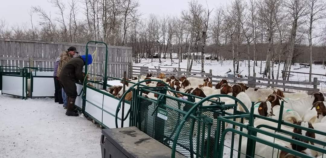 Sheep handling system with goat-compatible crowding chute and alley panels