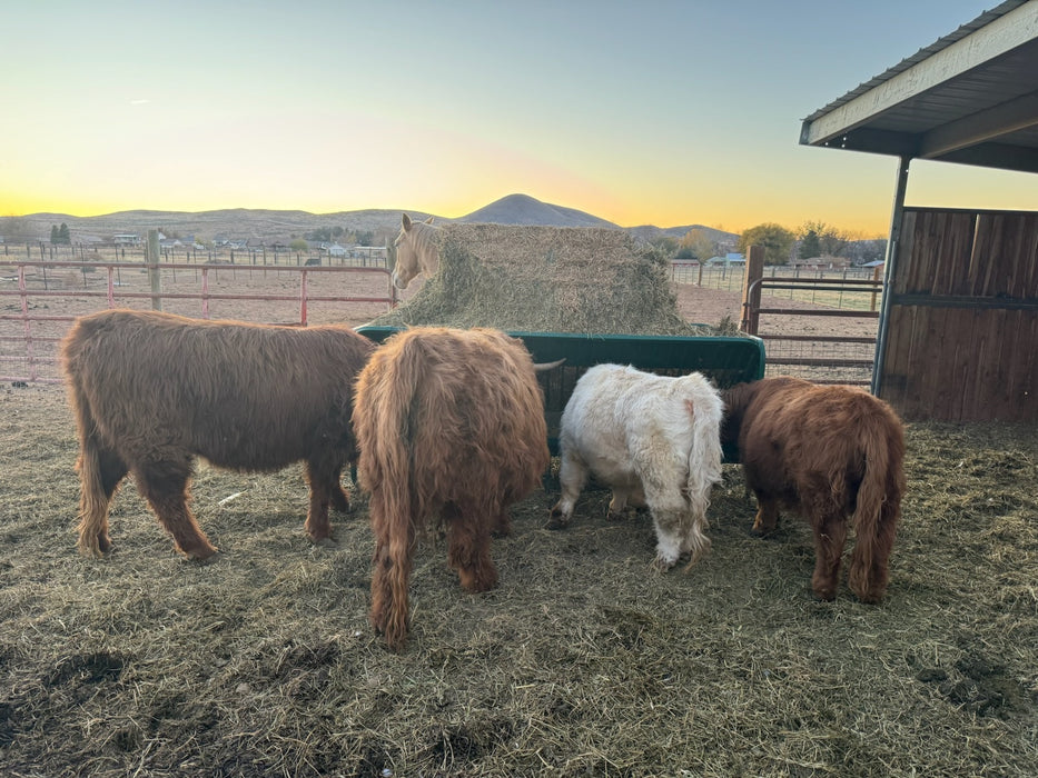 Compact Square Bale Feeder Perfect for Sheep and Goat Feeding in Pastures