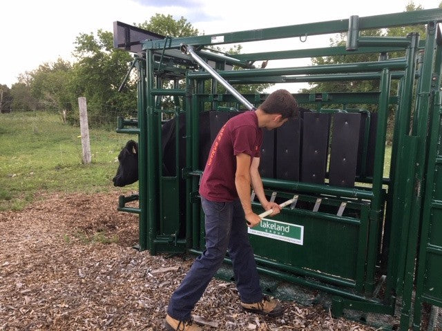 Livestock entering Lakeland’s Cattle Squeeze Chute from connected alley for safe restraint