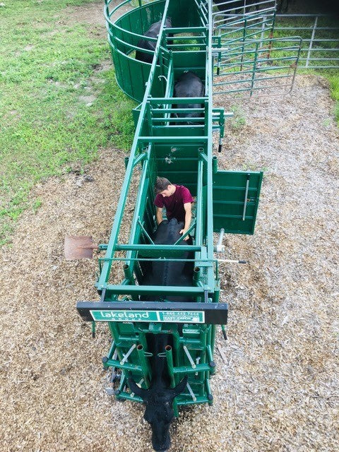 Lakeland Cattle Squeeze Chute and alley combination designed for minimal livestock stress