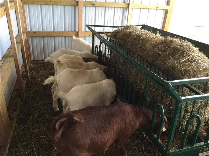 Lakeland 8ft Sheep Round Bale Feeder with Reinforced Frame and Easy Loading