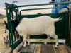 Heavy-Duty Sheep Headgate and Chute Combo for Trimming, Tagging, and Vet Work