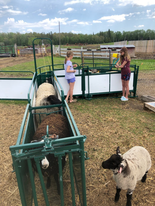 Reliable Sheep Headgate Built for Comfort, Safety, and Long-Term Durability