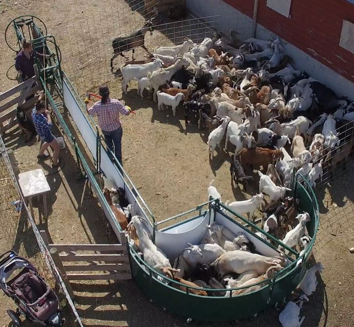 Modular sheep handling system designed for efficient livestock flow
