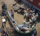Modular sheep handling system designed for efficient livestock flow